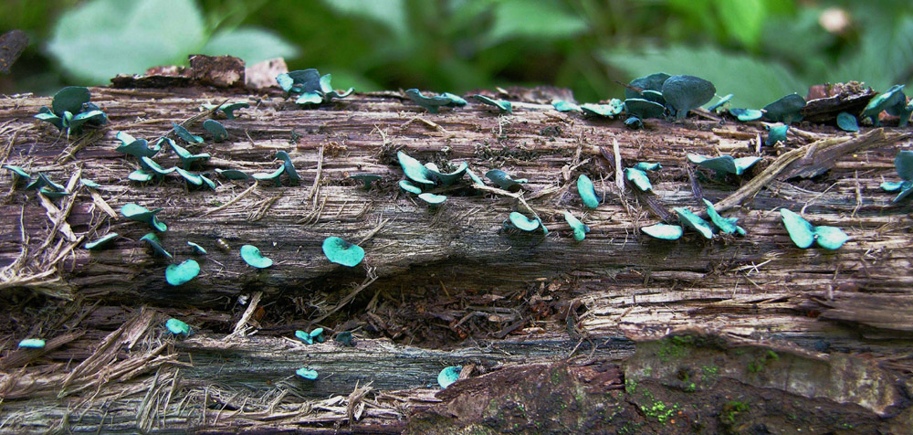 Chlorociboria aeruginascens (Nyl.) Kanouse ex C.S. Ramamurth